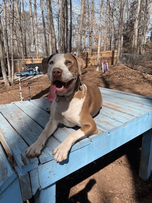 SWEET SAGE - Terrier available for adoption