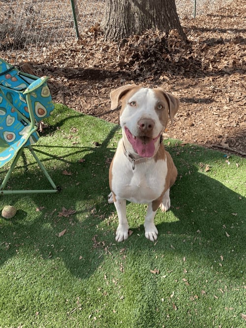 SWEET SAGE - Terrier available for adoption