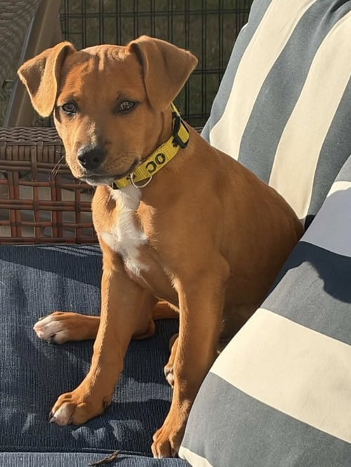 SLIM JIM - Hound available for adoption