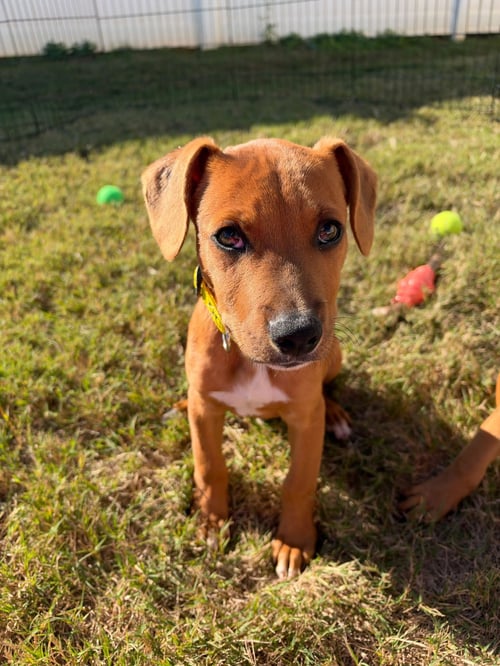 SLIM JIM - Hound available for adoption