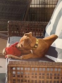 Slim Jim - Photo 3