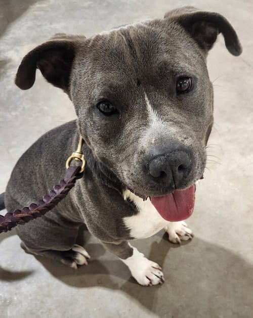 CHEESEBURGER - Terrier available for adoption
