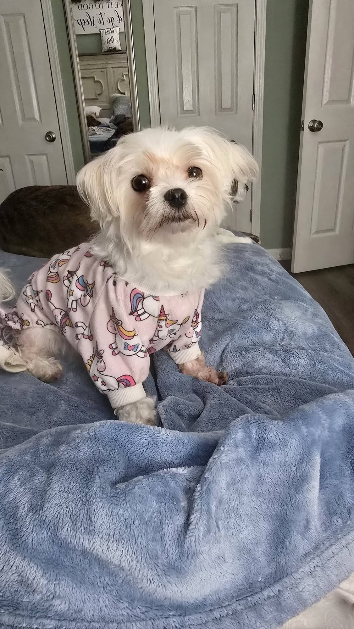 MUFFY - Maltese available for adoption