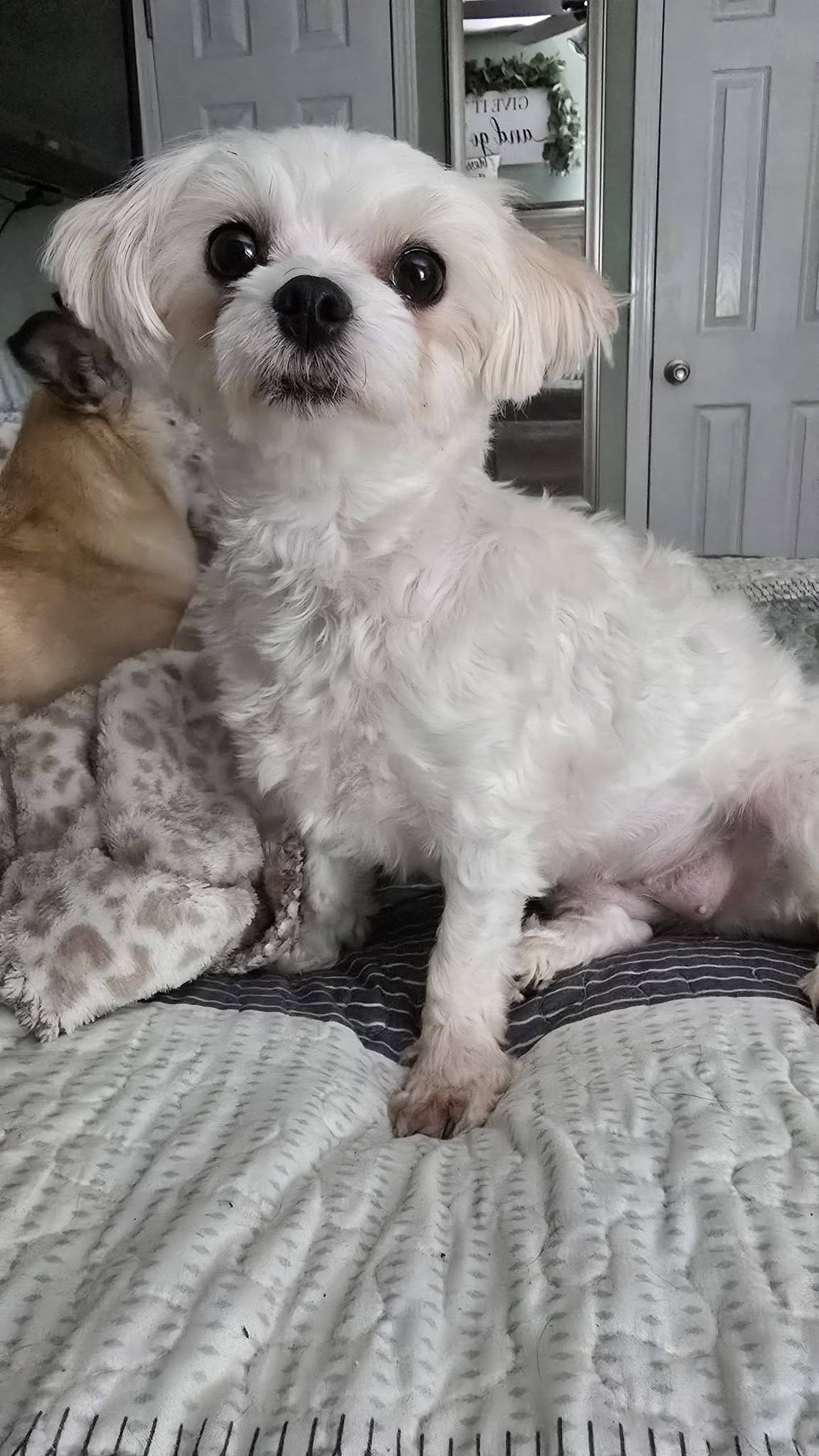 MUFFY - Maltese available for adoption
