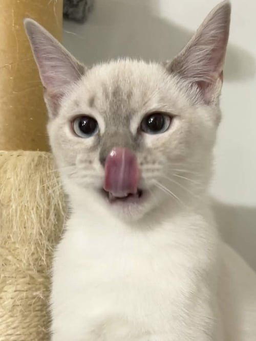 COTTON BALL - American Shorthair available for adoption