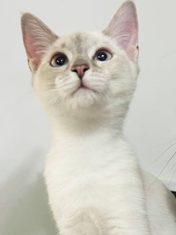 Cotton Ball Image