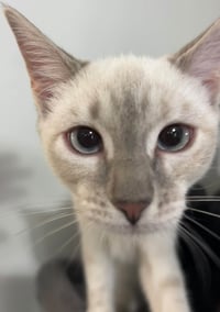 Cotton Ball - Photo 3
