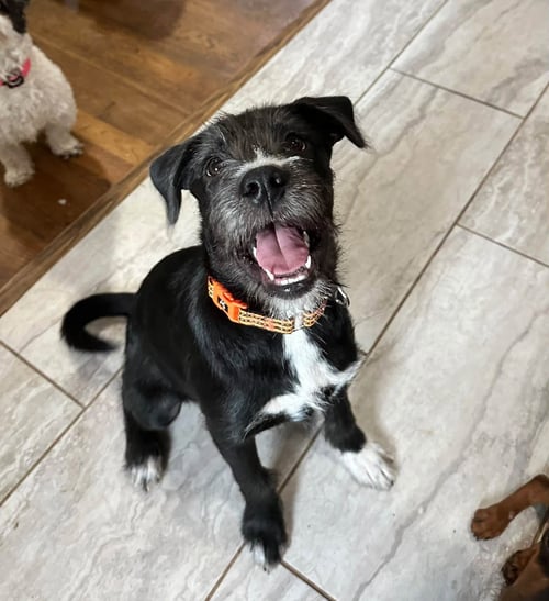 BOJACK - Terrier available for adoption