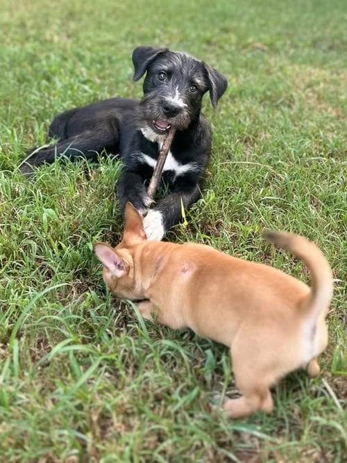 BOJACK - Terrier available for adoption