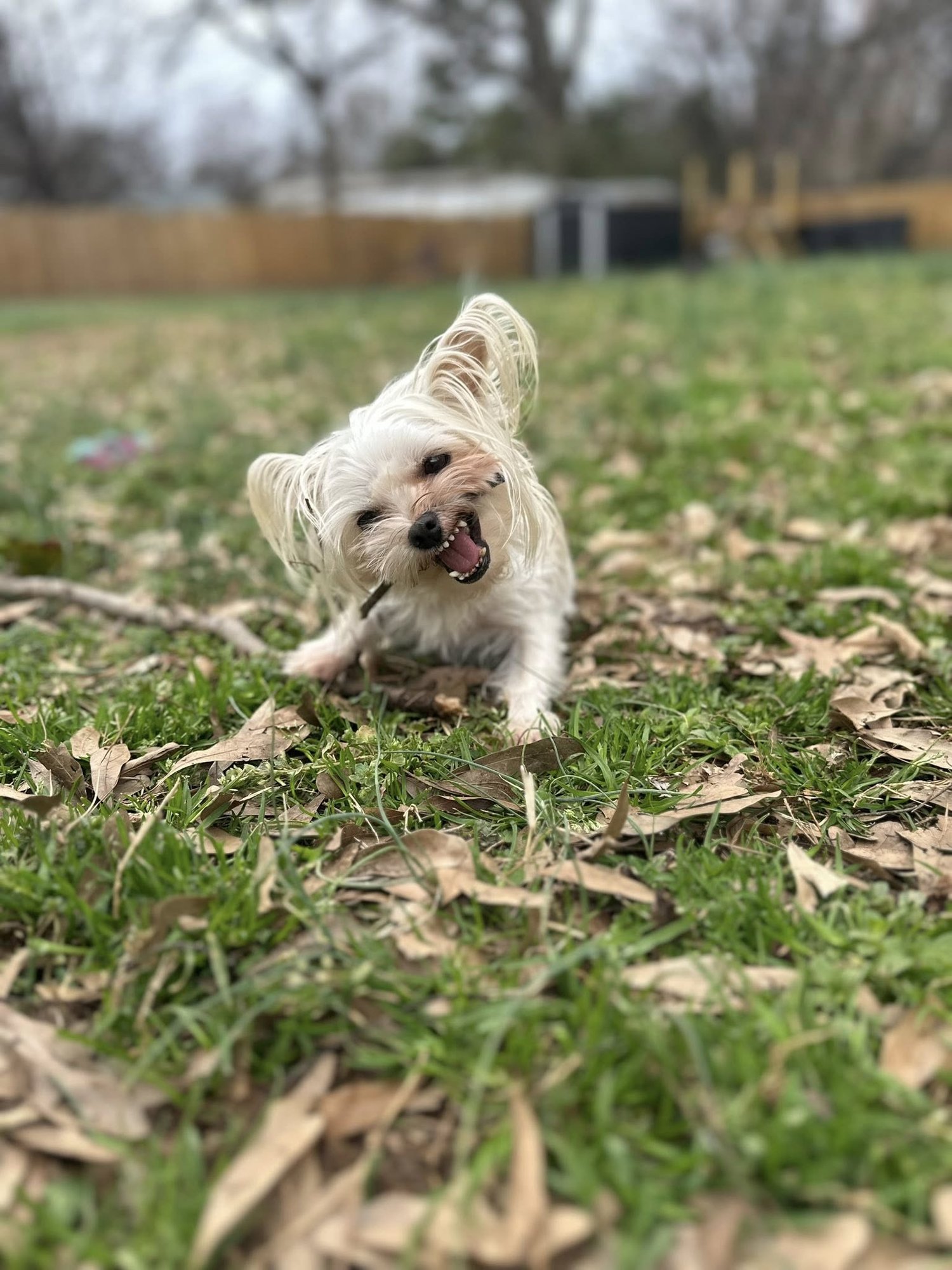 RIESLING - Yorkshire Terrier Yorkie available for adoption