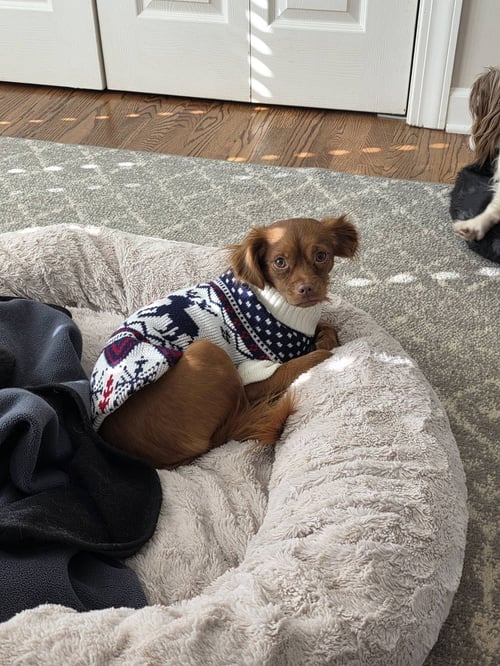 DREA - Pomeranian / Chihuahua available for adoption