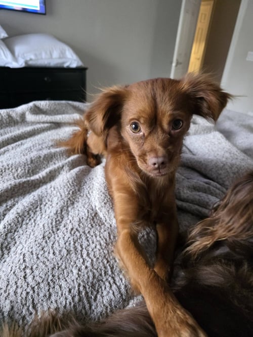 DREA - Pomeranian / Chihuahua available for adoption
