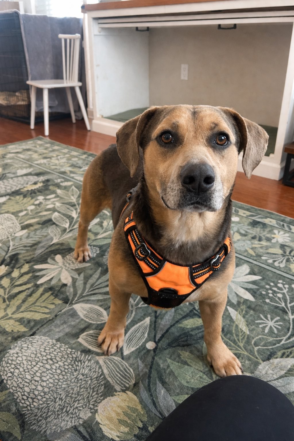 FOLSOM - Hound available for adoption