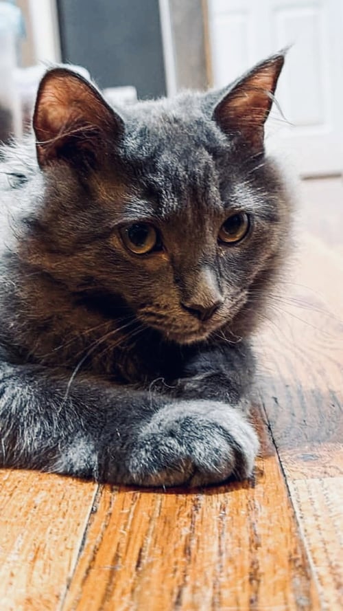 SPRITZ - American Shorthair available for adoption