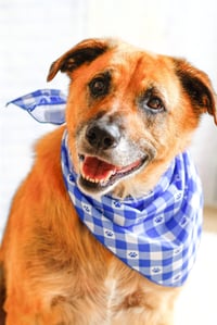 Eddie - Photo 4