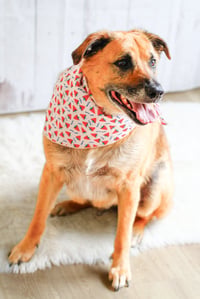Eddie - Photo 3