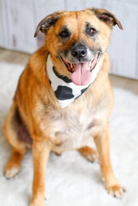 Eddie - Photo 1
