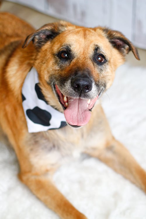 EDDIE - Shepherd available for adoption