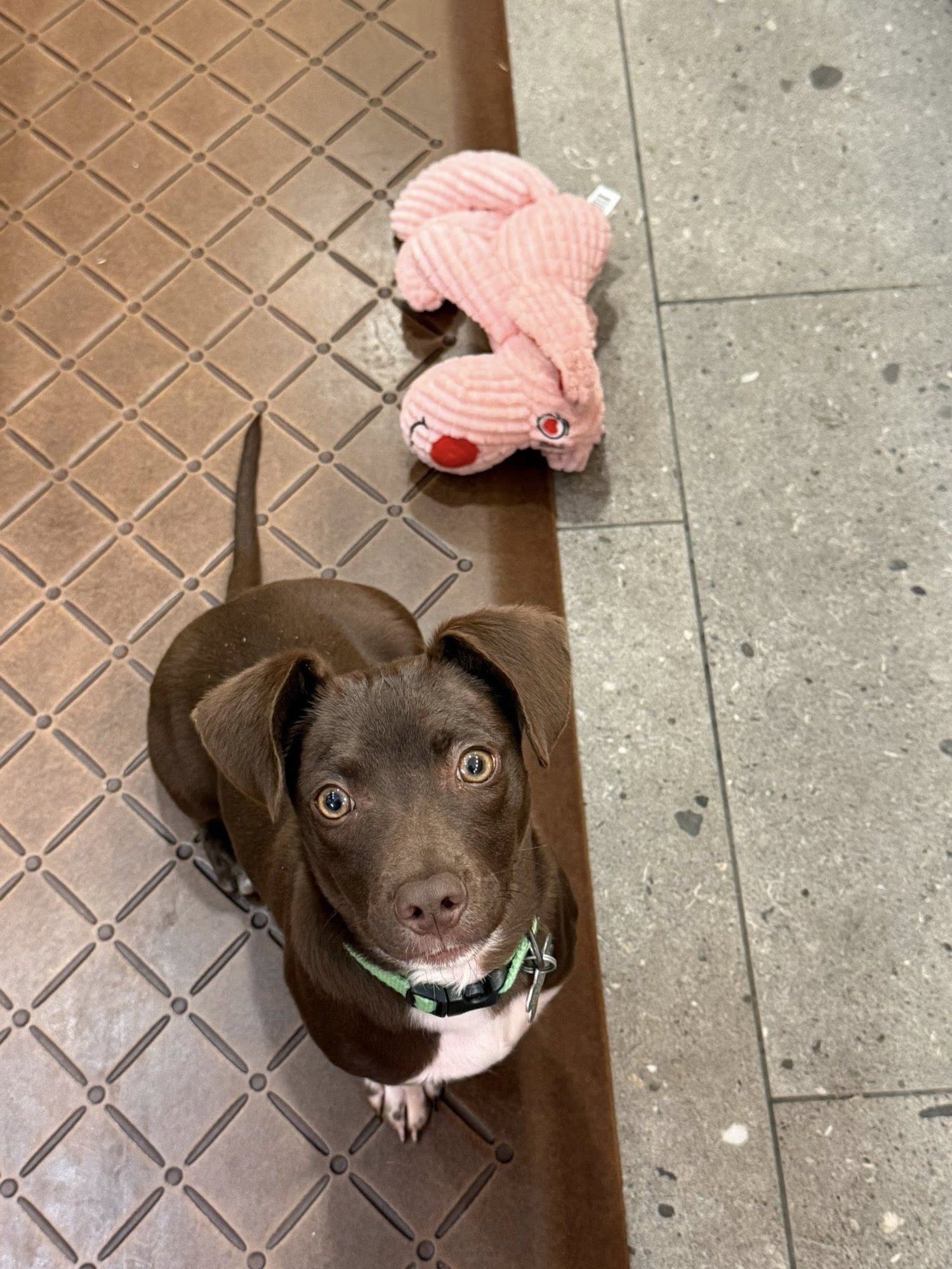 PILOT - Dachshund available for adoption