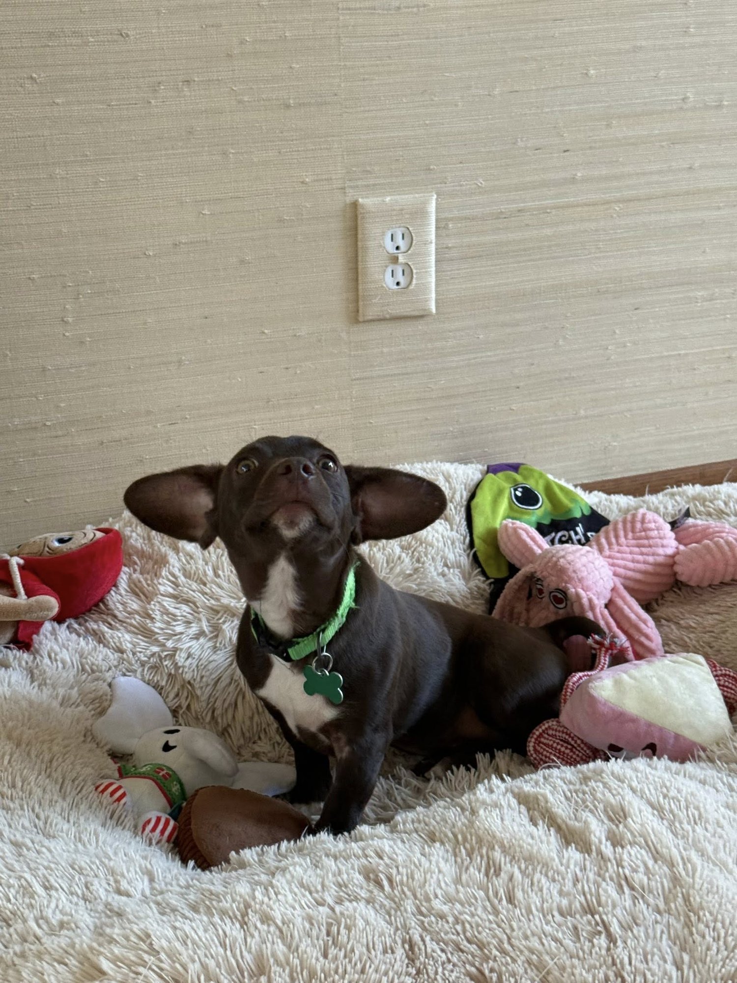 PILOT - Dachshund available for adoption