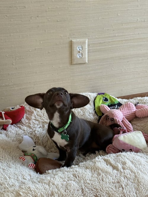 PILOT - Dachshund available for adoption