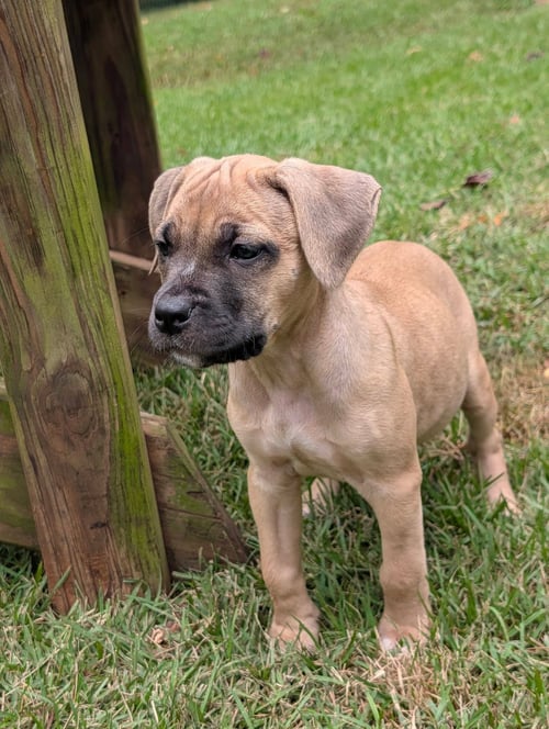 SHAKIRA - Mastiff available for adoption