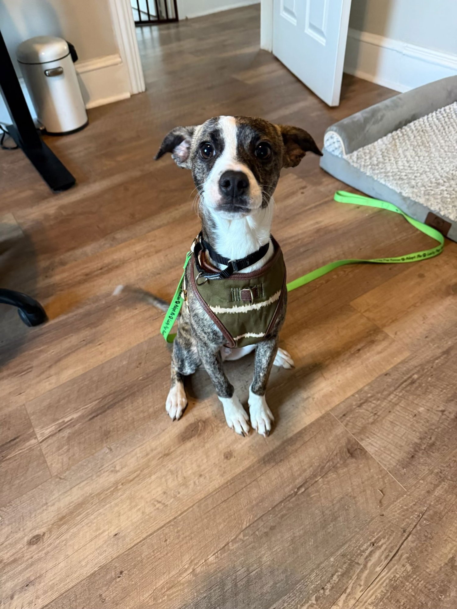 MARLIN - Terrier available for adoption