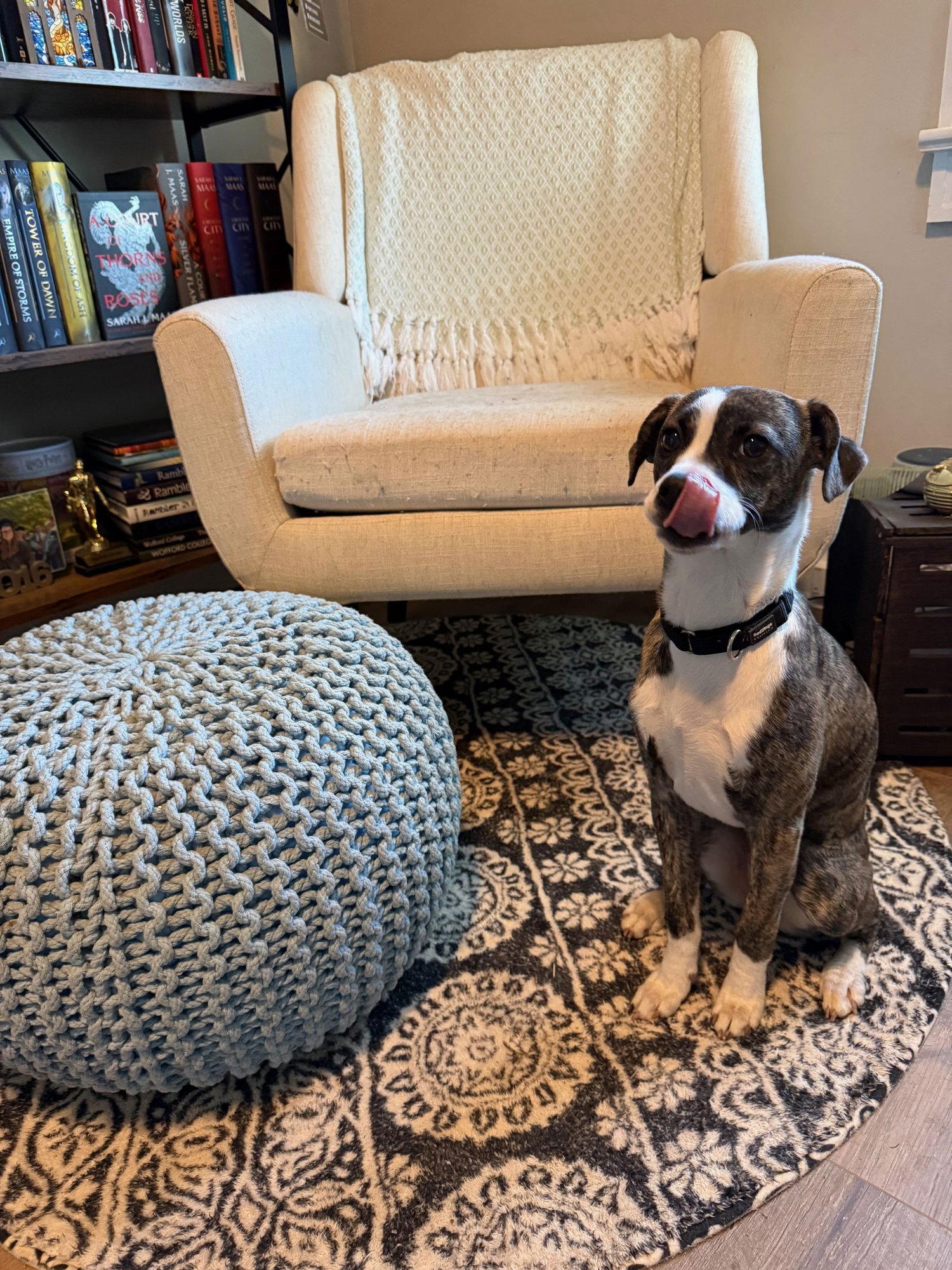 MARLIN - Terrier available for adoption