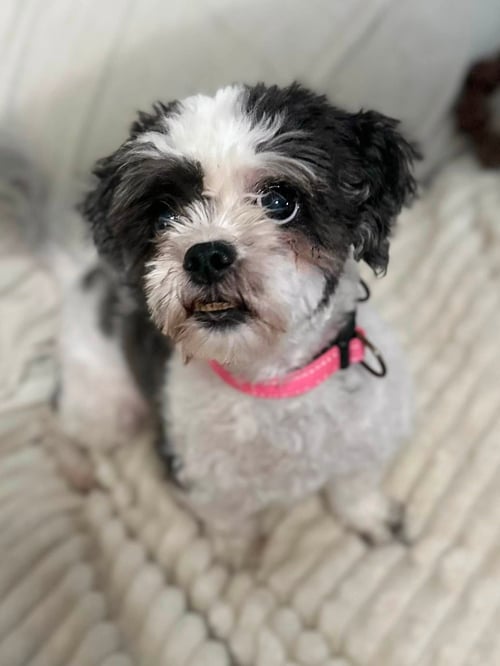 APPA AND AZULA - Shih Tzu available for adoption