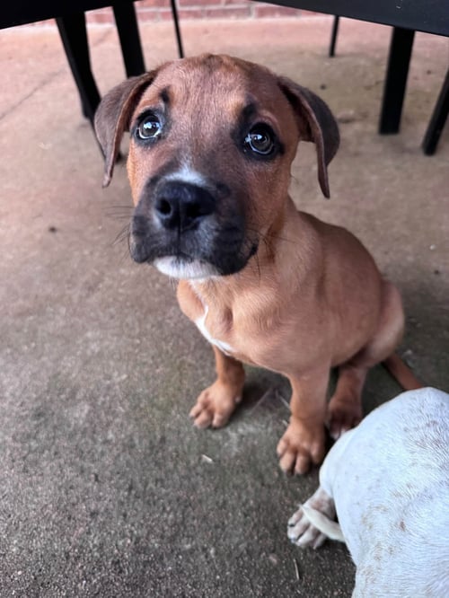 BIG CHUNK - Hound available for adoption