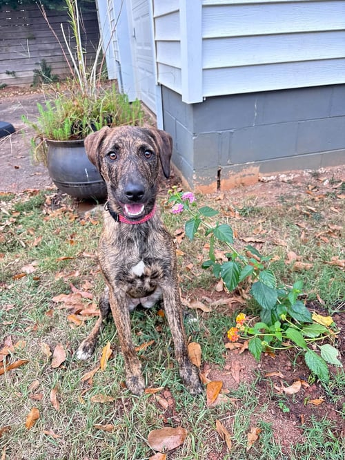 BINDI - Unknown available for adoption