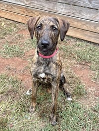 Bindi - Photo 1
