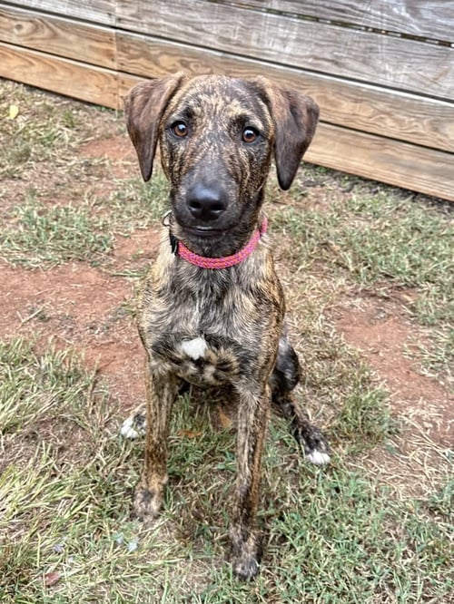 BINDI - Unknown available for adoption
