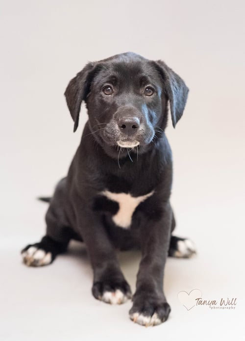 BLUE RASPBERRY - Labrador Retriever available for adoption