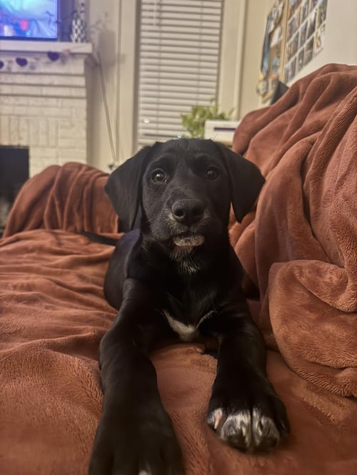 BLUE RASPBERRY - Labrador Retriever available for adoption