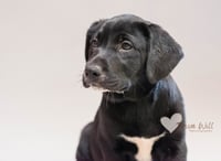 Blue Raspberry - Photo 3