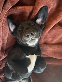 Blue Raspberry - Photo 4