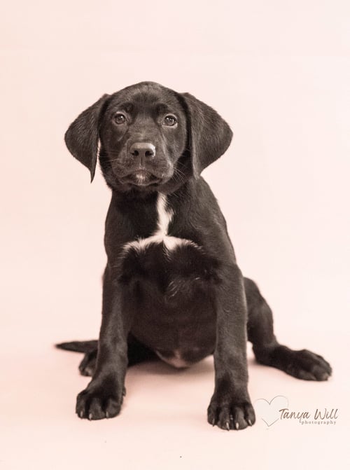 MANGO - Labrador Retriever available for adoption