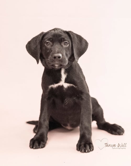 MANGO - Labrador Retriever available for adoption