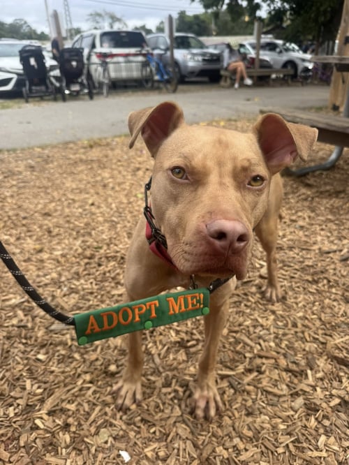 TROOPER - Terrier available for adoption