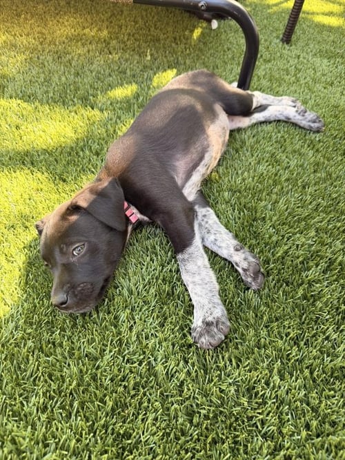 MEADOW - German Shorthaired Pointer available for adoption