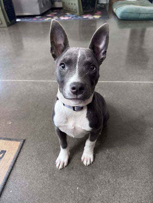 STONEY - Terrier for adoption in Greenville