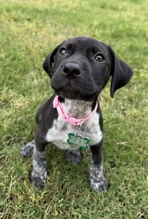 MONROE - German Shorthaired Pointer available for adoption