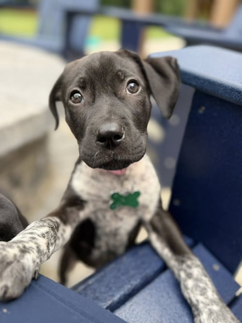 MONROE - German Shorthaired Pointer available for adoption