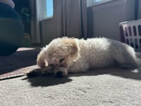 Moonpie - Photo 4