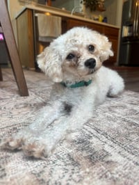 Moonpie - Photo 1