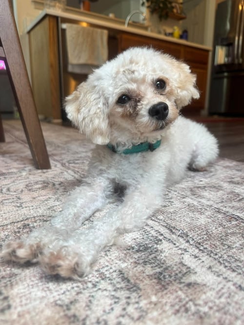 MOONPIE - Poodle (Toy) available for adoption