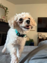Moonpie - Photo 3