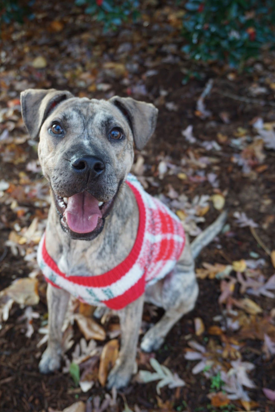 DOMINGO - Terrier / Shar Pei available for adoption