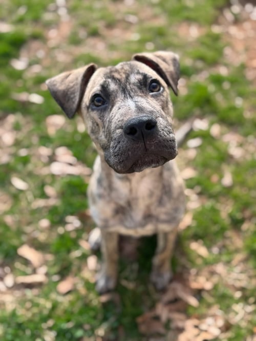 DOMINGO - Terrier / Shar Pei available for adoption